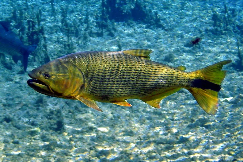 Dourado Salminus brasiliensis em ambiente natural