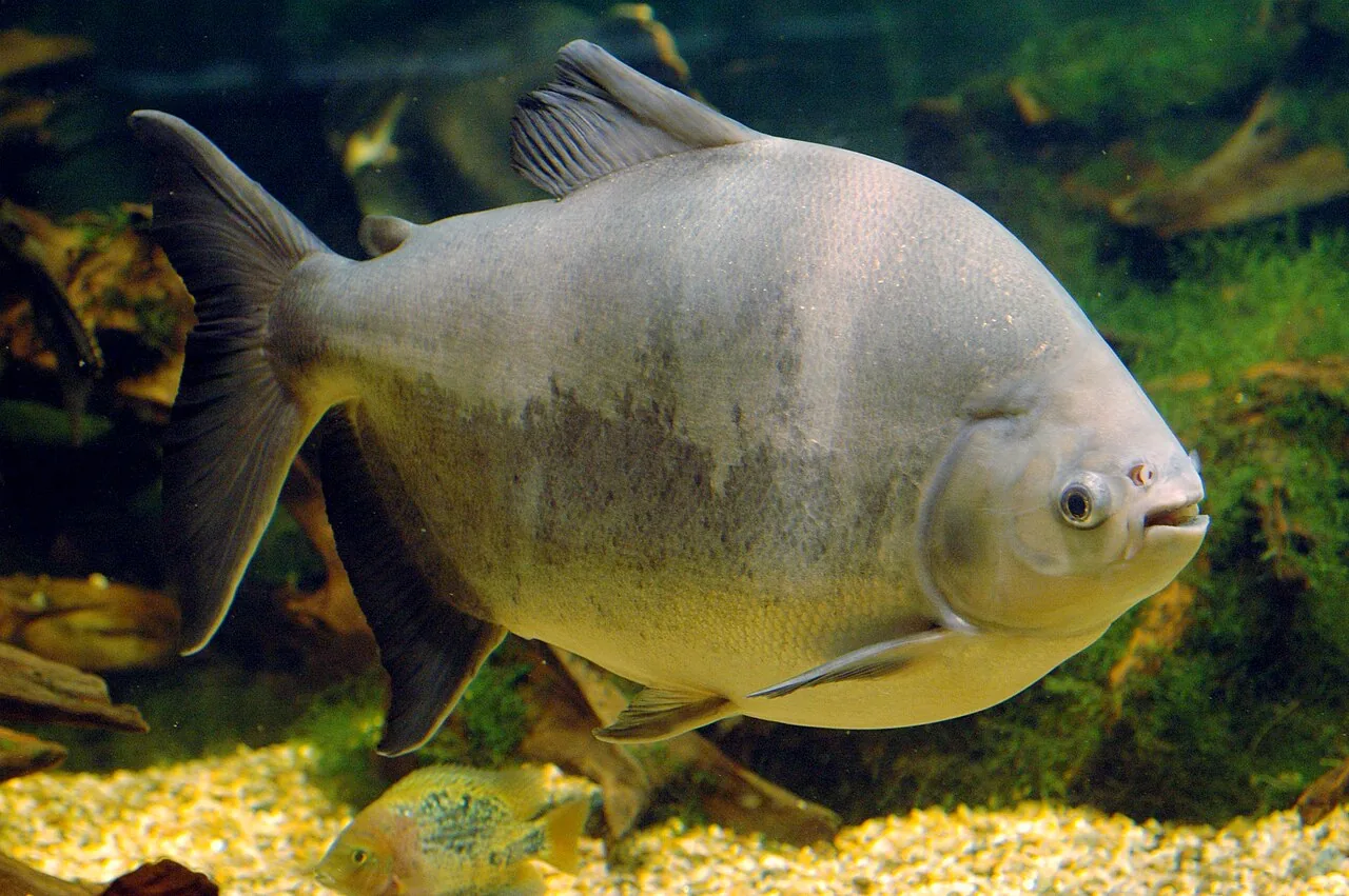 Pacu do gênero Piaractus em aquário