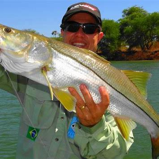 Robalo-flecha em destaque durante pescaria costeira